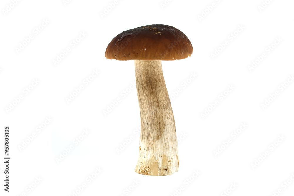 Fresh penny bun mushroom isolated on white background for culinary use