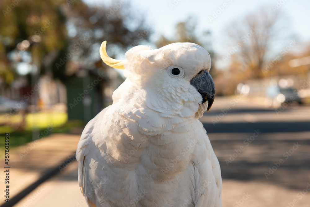 Close up of a White Cockatoo with yellow crest close up picture of an Australian Bird. A native bird of the state of Victoria. Also known as Umbrella bird. Close up of a White Cockatoo with yellow crest close up picture of an Australian Bird. A native bird of the state of Victoria. Also known as Umbrella bird.
