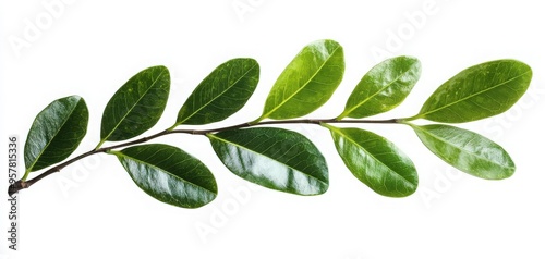 A vibrant green leaf with glossy texture, perfect for nature-themed projects, backgrounds, and designs highlighting botanical beauty.