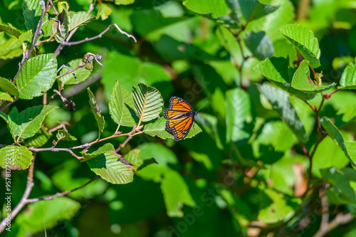 Monach Butterfly on an Ironweed wildflower at Seney National Wildlife Refuge on Whitefish Point, near Paradise, Michigan. photo