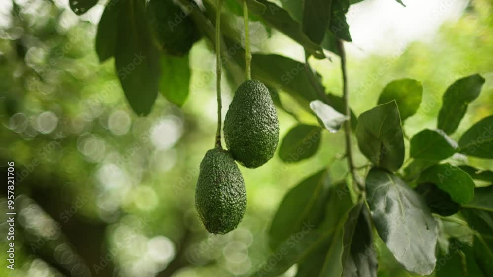 SLOW MOTION SHOT OF AVOCADOS ON A TREE WITH A BLURY BACKGROUND AND DOLLY OUT SLOW MOTION SHOT OF AVOCADOS ON A TREE WITH A BLURY BACKGROUND AND DOLLY OUT