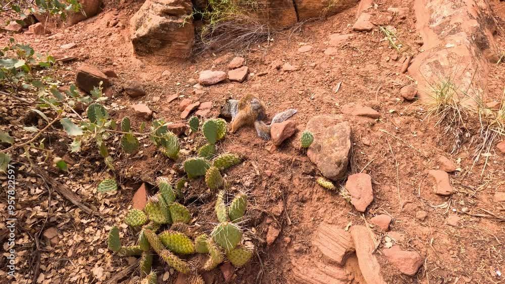 Squirrel digging in red rock soil