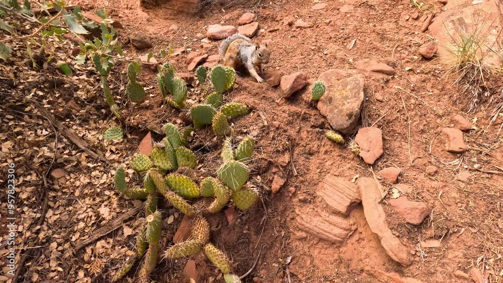 Squirrel digging in red rock