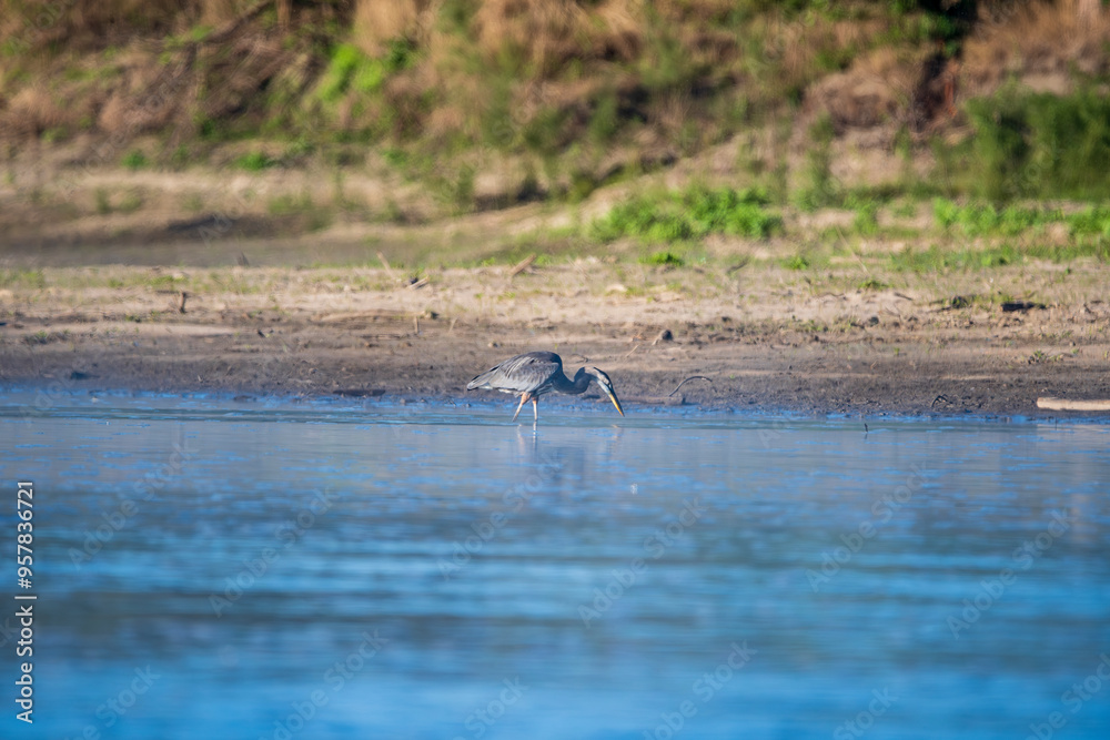 Fototapeta premium Herring Hunting in a River