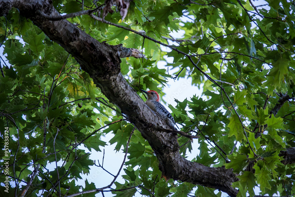Fototapeta premium Downy Wood Pecker in Tree