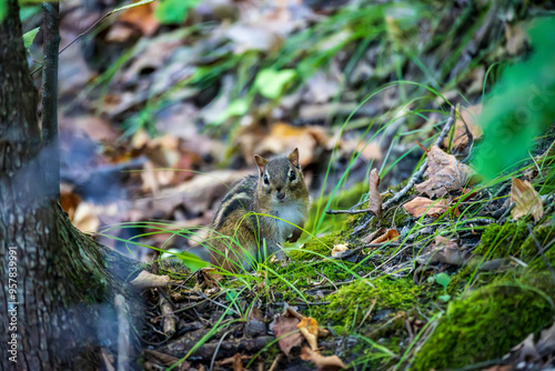 Chipmunk Foraging for Food