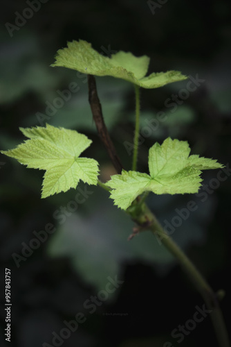 A delicate new leaf unfurling from a branch. The vibrant green of the leaf contrasts sharply with the dark, shadowy background.