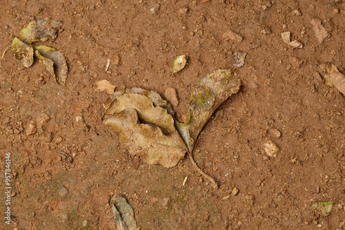 Фотография fallen dead leaves decomposing on the ground contributing to soil health and nut