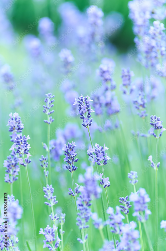 Naklejka premium Nature background with spring flowers. Selective and soft focus. Close up.