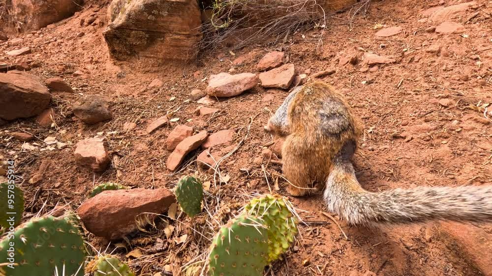 Squirrel rummaging around in red rock soil