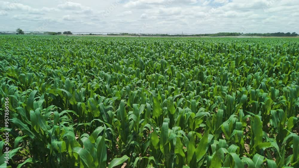Oklahoma Corn Fields - Young Corn Field Low Push Over Oklahoma Corn Fields - Young Corn Field Low Push Over