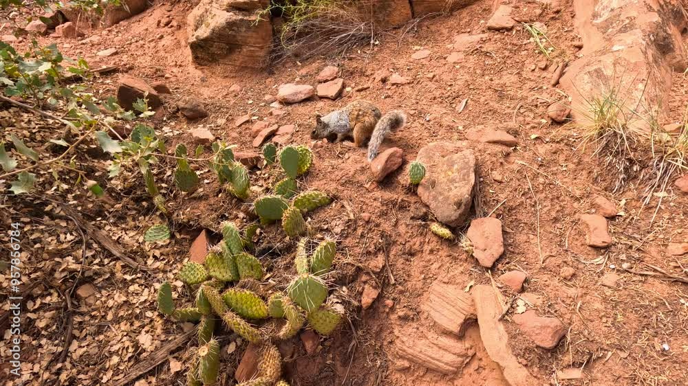 A squirrel is rummaging around in red rock soil