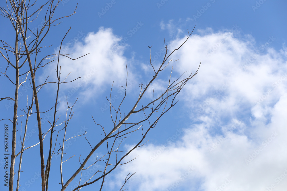 Dead tree with branches with blue sky and white clouds background. Dead tree with branches with blue sky and white clouds background.