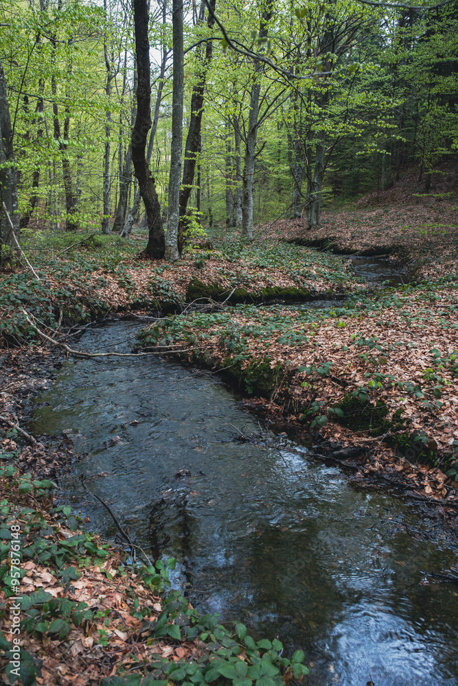 A stream in a beech forest during spring A stream in a beech forest during spring
