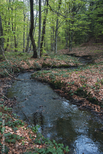 A stream in a beech forest during spring