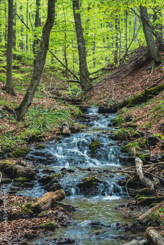 A stream in a beech forest during spring