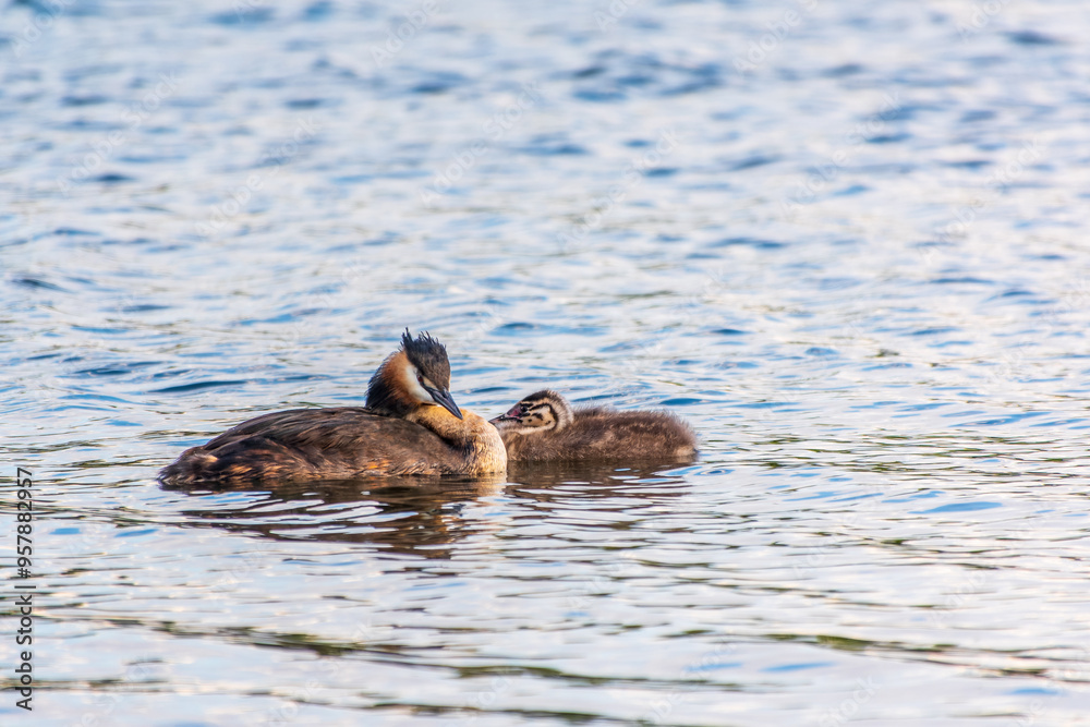 The waterfowl bird, great crested grebe with chick, swimming in the lake. The waterfowl bird, great crested grebe with chick, swimming in the lake.