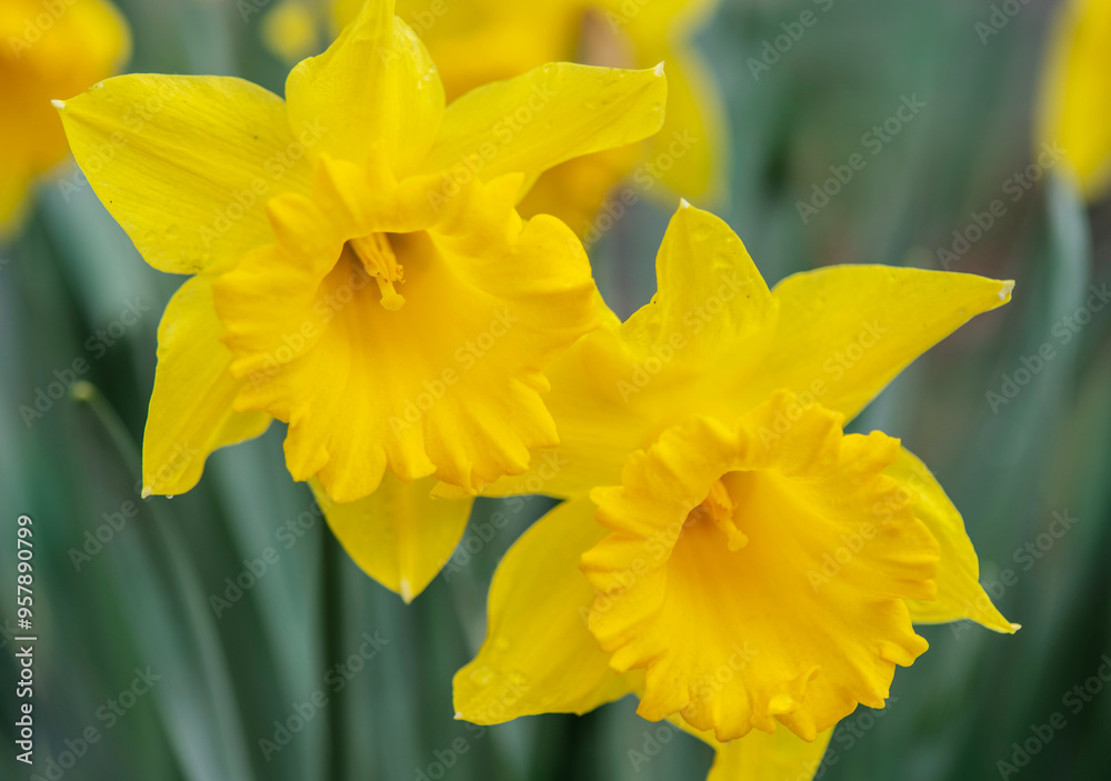 closeup on beautiful bright yellow daffodil blooming in a springtime garden closeup on beautiful bright yellow daffodil blooming in a springtime garden