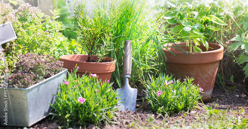 basil in flowerpot and other herbal plant growing in a garden among flowers a...