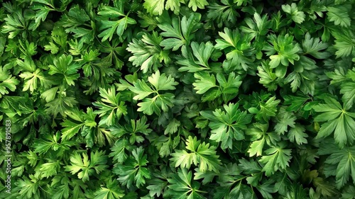 Wallpaper Mural Fresh green parsley leaves displayed close-up in a natural setting during the daytime Torontodigital.ca