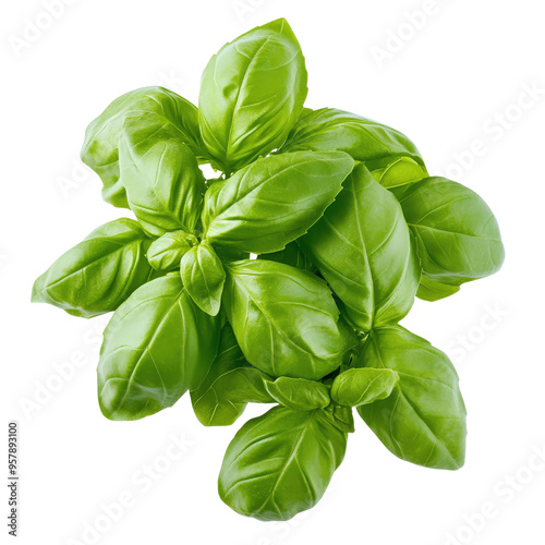 Close-up of fresh green basil leaves, perfect for culinary recipes, herbal medicine uses, and food photography.