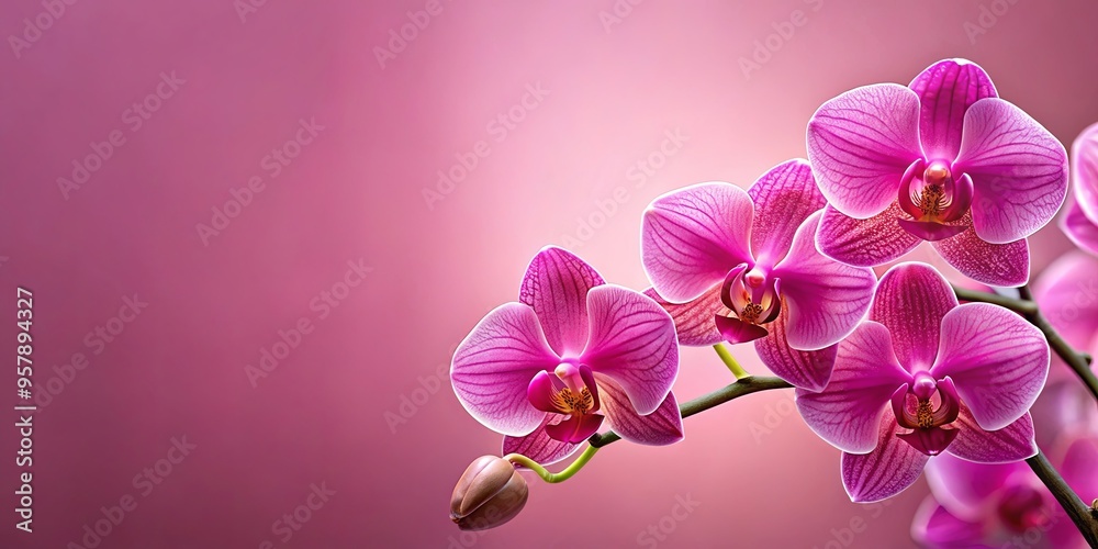Naklejka premium Vibrant card with pink orchids on pink background