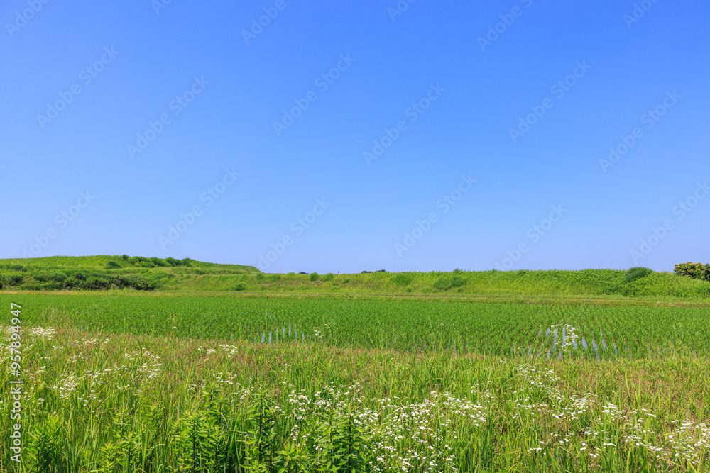 初夏の田園風景 初夏の田園風景