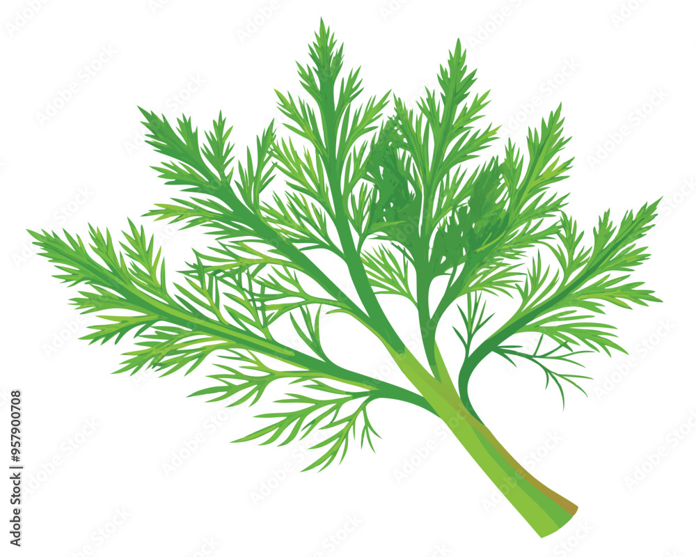 organic fresh dill vector illustration organic fresh dill vector illustration