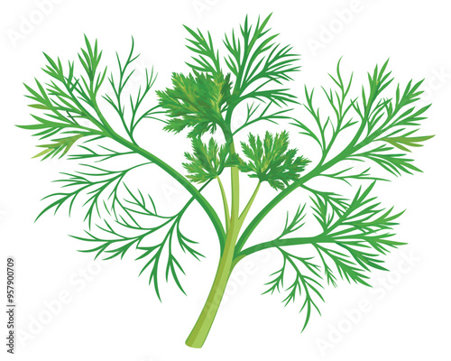 organic fresh dill vector illustration 