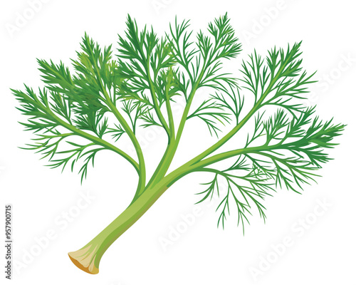 organic fresh dill vector illustration 