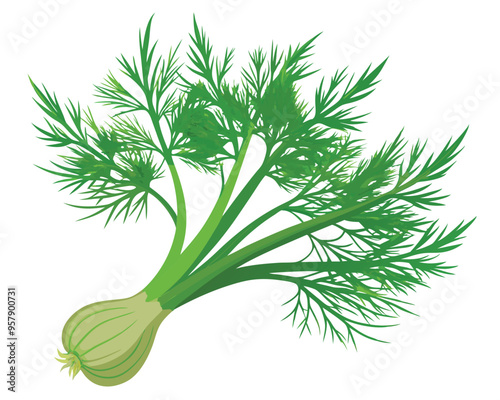 organic fresh dill vector illustration 