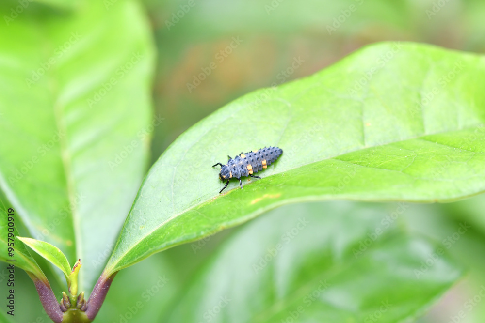 てんとう虫の幼虫 てんとう虫の幼虫