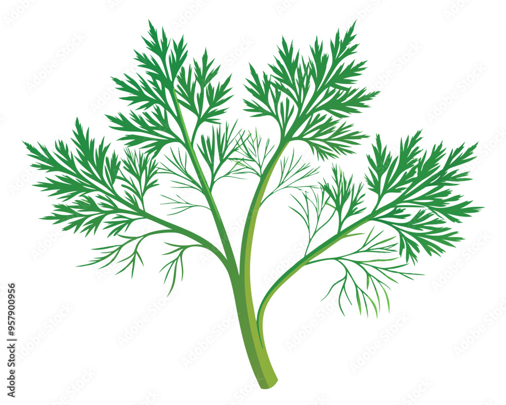 organic fresh dill vector illustration organic fresh dill vector illustration