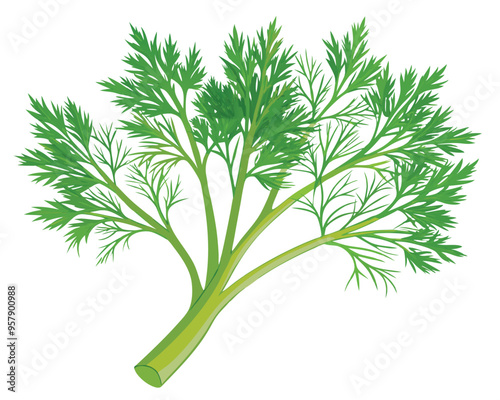organic fresh dill vector illustration 