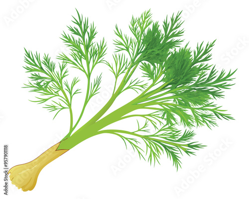 organic fresh dill vector illustration 