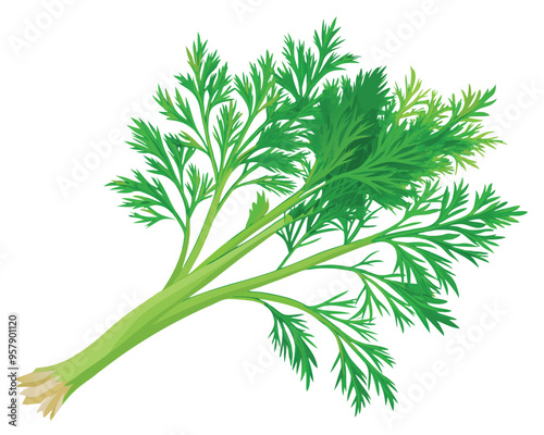 organic fresh dill vector illustration 