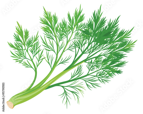 organic fresh dill vector illustration 