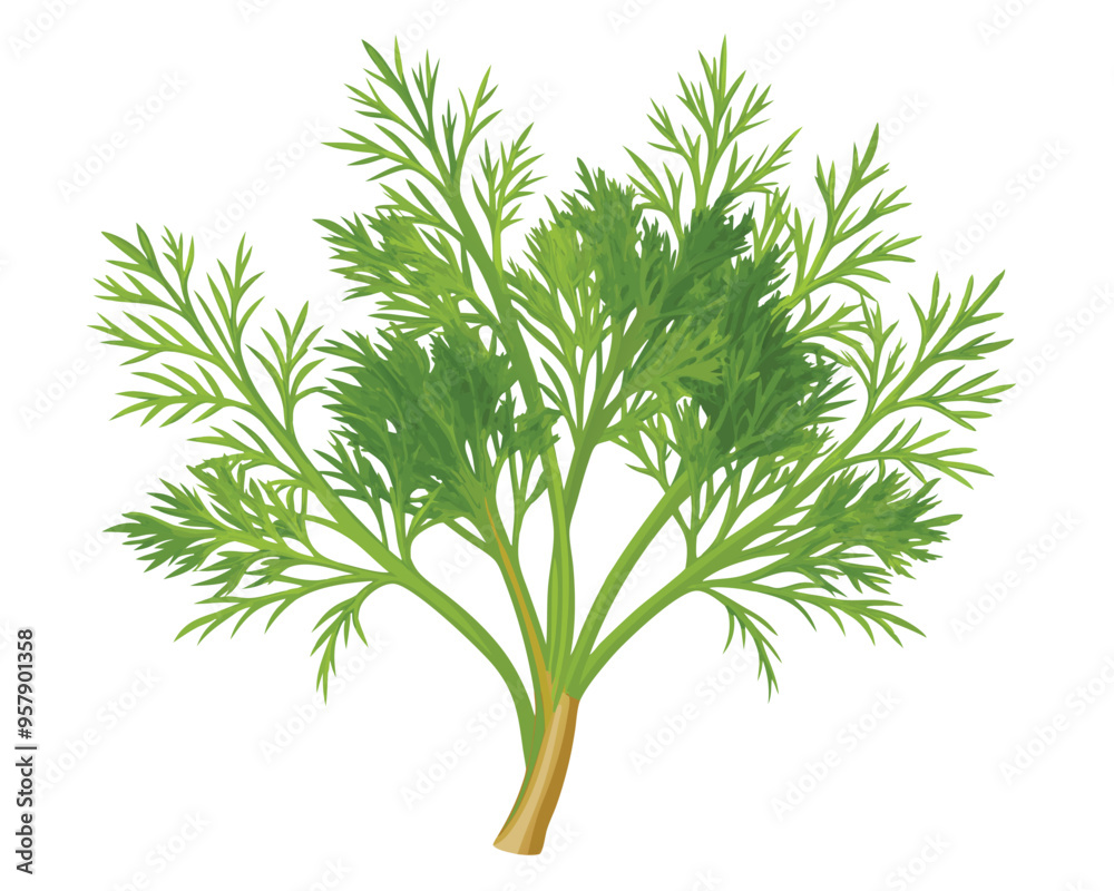 organic fresh dill vector illustration organic fresh dill vector illustration