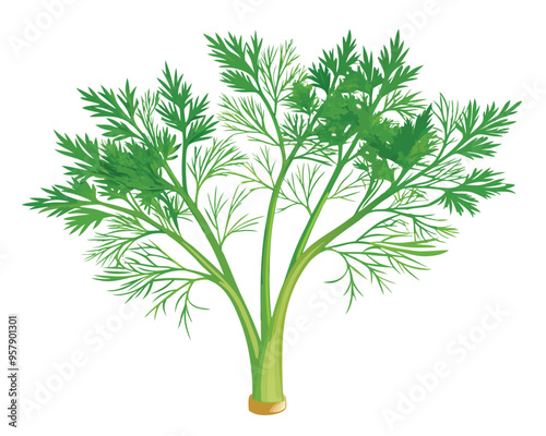 organic fresh dill vector illustration 
