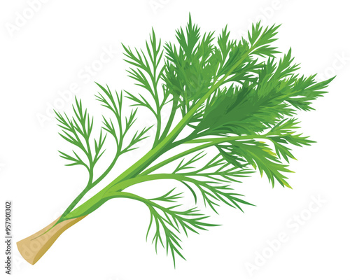 organic fresh dill vector illustration 