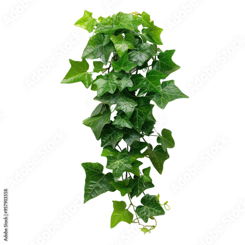 Green ivy vine isolated transparent background