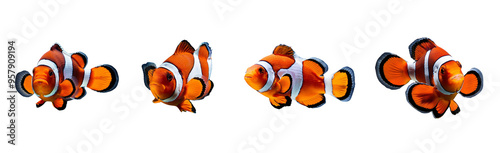 An orange and white clown fish isolated on a transparent background photo