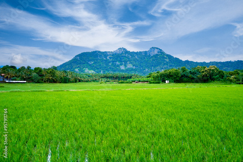 Lush Green Paddy Fields with a Majestic Mountain Background in Palakkad, Kerala, India