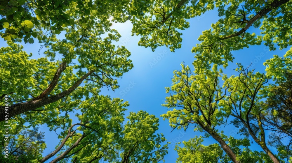 Fototapeta premium Shaded Trees and Blue Sky Seen from Below