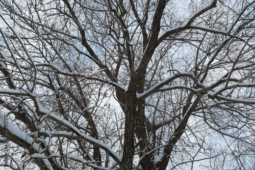 Background from snow-covered trees in the winter forest. Beautiful winter landscape for poster, calendar, post, screensaver, wallpaper, postcard, banner, cover. High quality photo