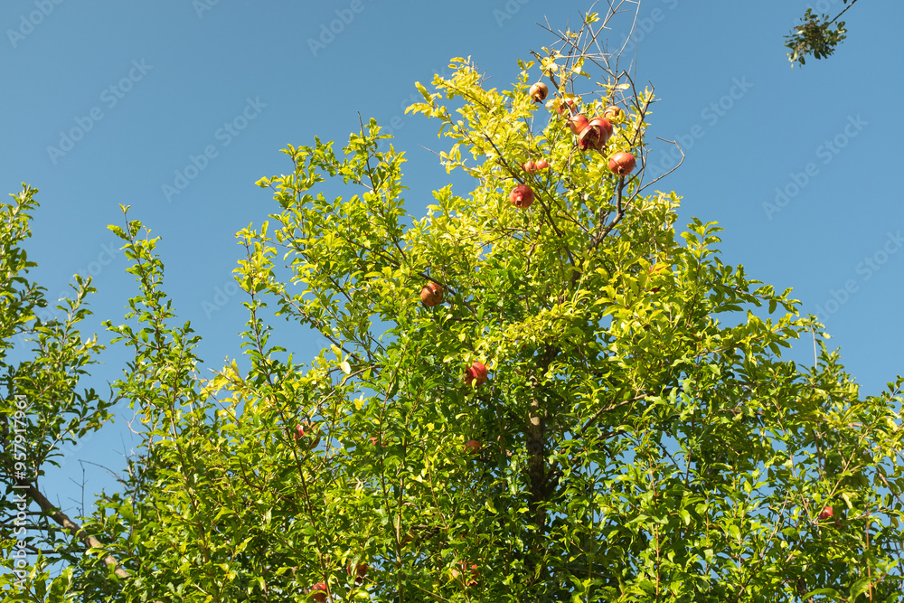 Pomegranate landscape. Ripening wild pomegranates grow on a tree for publication, poster, calendar, post, screensaver, wallpaper, cover. High quality photo Pomegranate landscape. Ripening wild pomegranates grow on a tree for publication, poster, calendar, post, screensaver, wallpaper, cover. High quality photo