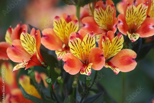 Alstroemeria aurea, commonly called Peruvian lily or incas. photo