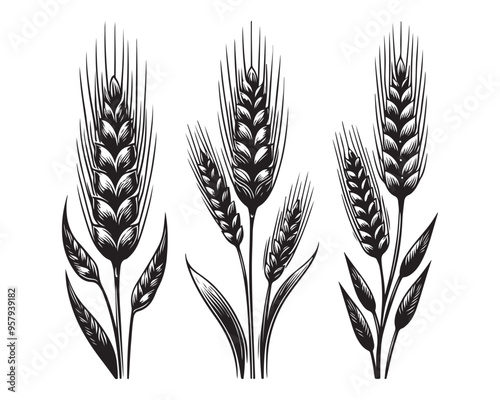 Wheat ears Vector isolated on a white background, A Wheat grain silhouette vector
