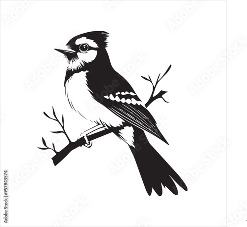 lack  Blue jay Silhouette Vector on Whit Background