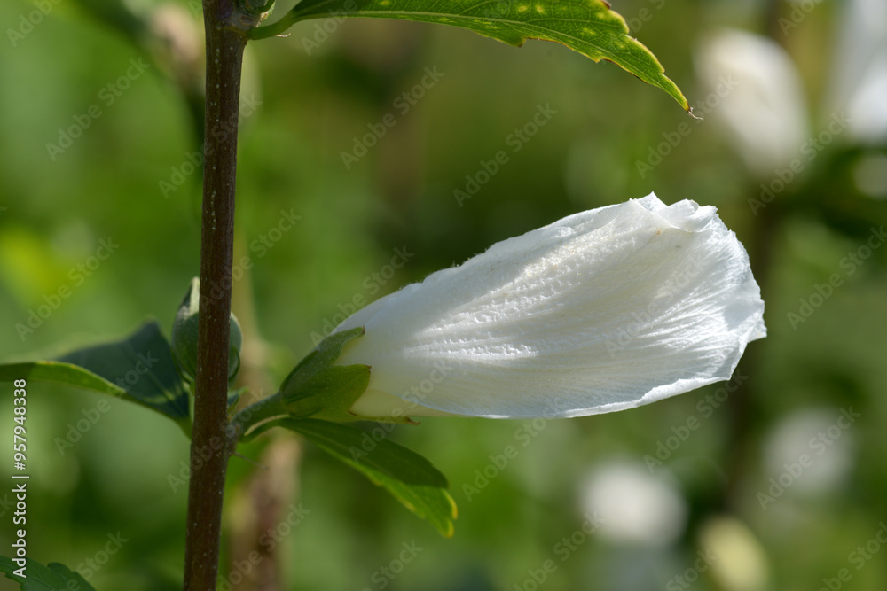 ムクゲの蕾 ムクゲの蕾